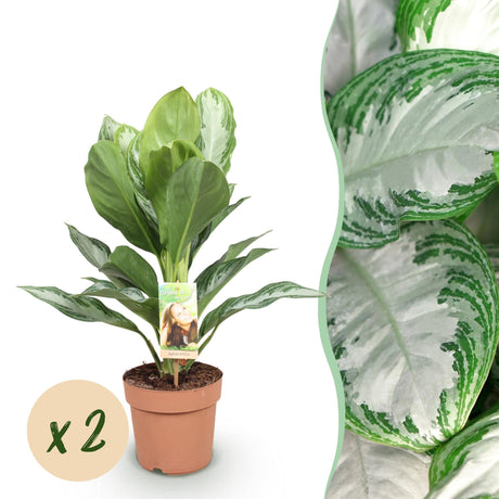 Livraison plante Aglaonema Silver Bay – Lot de 1