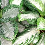 Livraison plante Aglaonema Silver Bay – Lot de 2 – Pot 17 cm – Hauteur 70 cm
