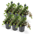 Livraison plante Ajuga reptans