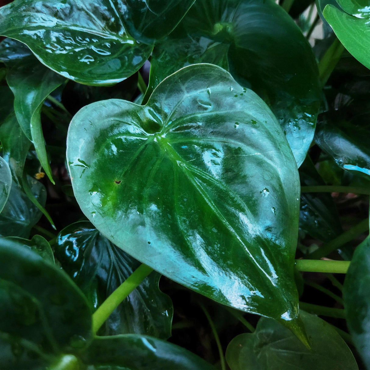 Livraison plante Alocasia Cucullata et panier H65 cm