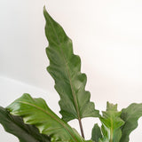 Livraison plante Alocasia Lauterbachiana