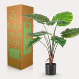 Livraison plante Alocasia plante artificielle - h70cm, Ø12cm