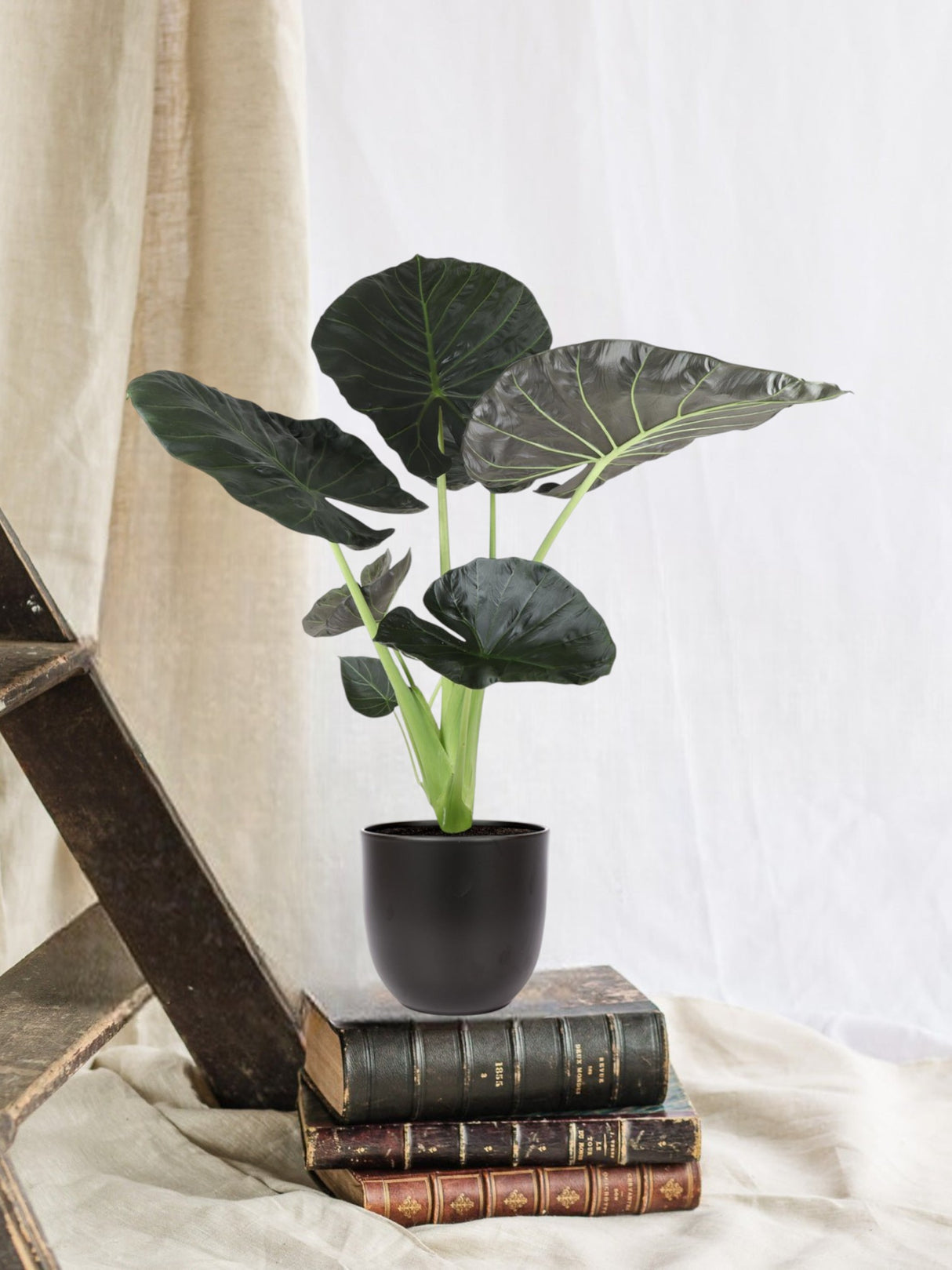 Alocasia Regal Shield og dets potte