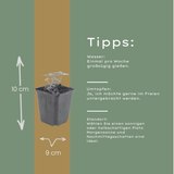 Livraison plante Ancolie commune vilgaris