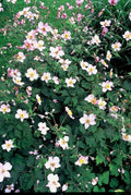 Japansk Anemone (Anemone Tomentosa) 'Robustissima'