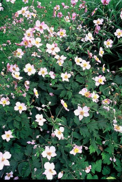 Japansk Anemone (Anemone Tomentosa) 'Robustissima'