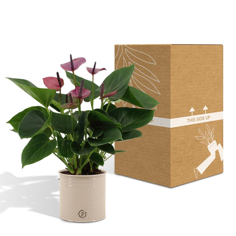 Livraison plante Anthurium andreanum Baby Purple + Pot