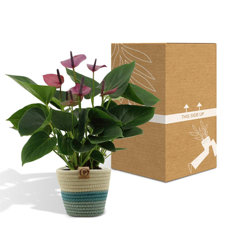 Livraison plante Anthurium andreanum Baby Purple + Pot