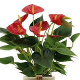 Livraison plante Anthurium andreanum Diamond Red + Panier