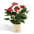 Livraison plante Anthurium andreanum Diamond Red + Pot