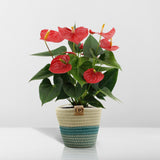 Livraison plante Anthurium andreanum Esudo + Panier