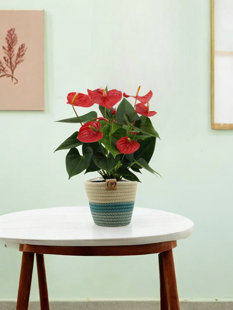 Livraison plante Anthurium andreanum Esudo + Panier