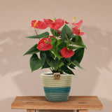 Livraison plante Anthurium andreanum Esudo + Panier