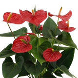 Livraison plante Anthurium andreanum Esudo + Pot