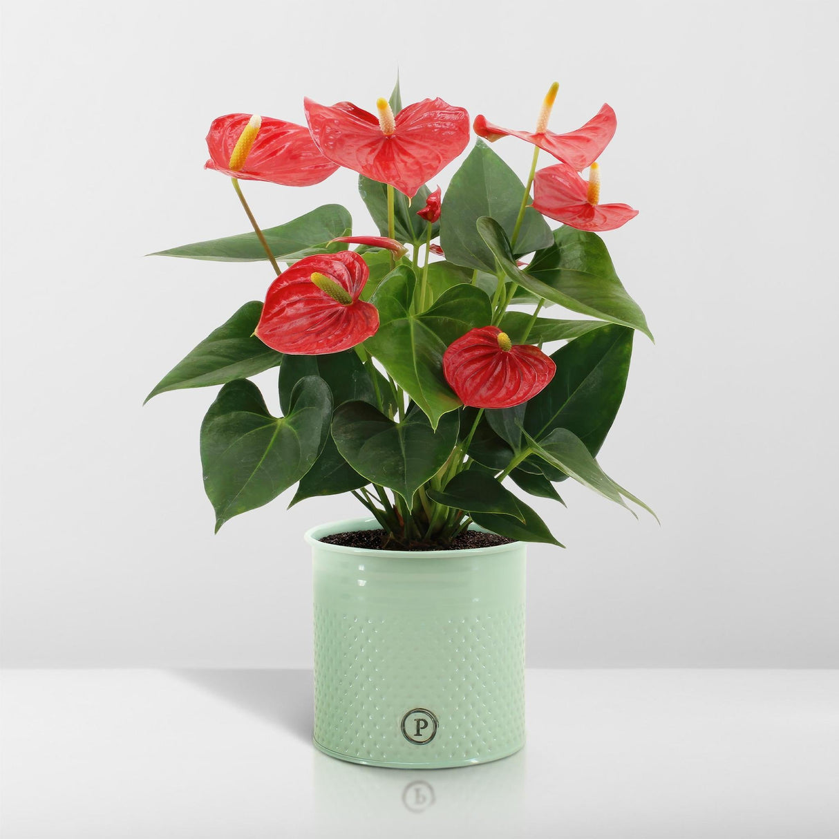 Livraison plante Anthurium andreanum Esudo + Pot