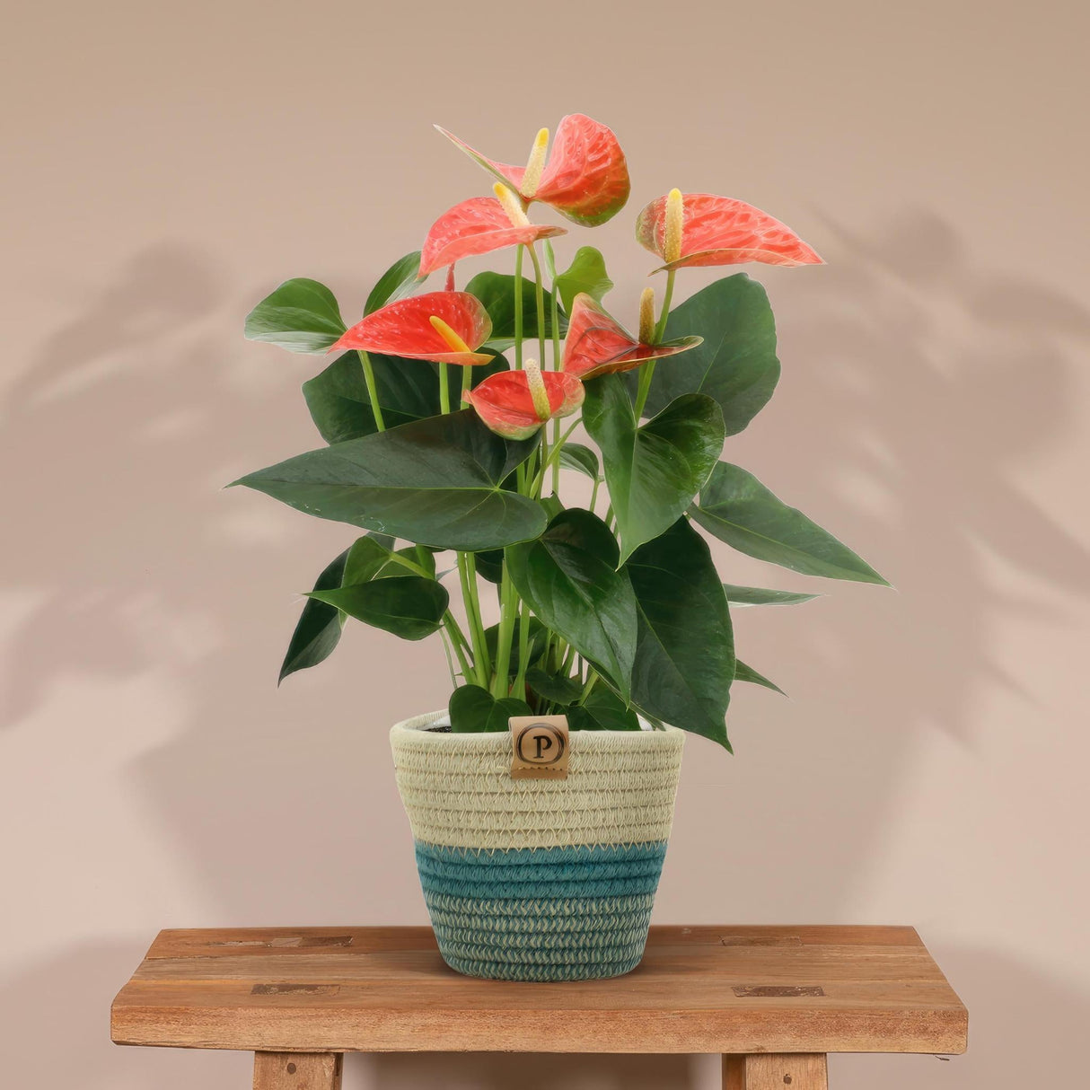 Livraison plante Anthurium andreanum Prince of Orange + Panier