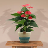 Livraison plante Anthurium andreanum Sweet Dream + Panier