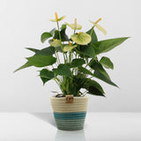 Livraison plante Anthurium andreanum Vanilla + Panier