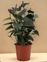 Livraison plante Anthurium Black Love