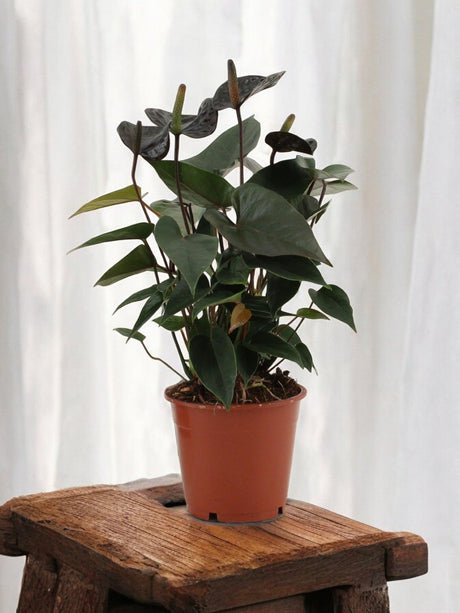 Livraison plante Anthurium Black Love