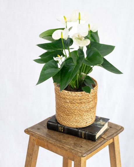 Livraison plante Anthurium blanc