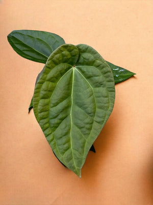 Livraison plante Anthurium Crystallinum X Luxurians