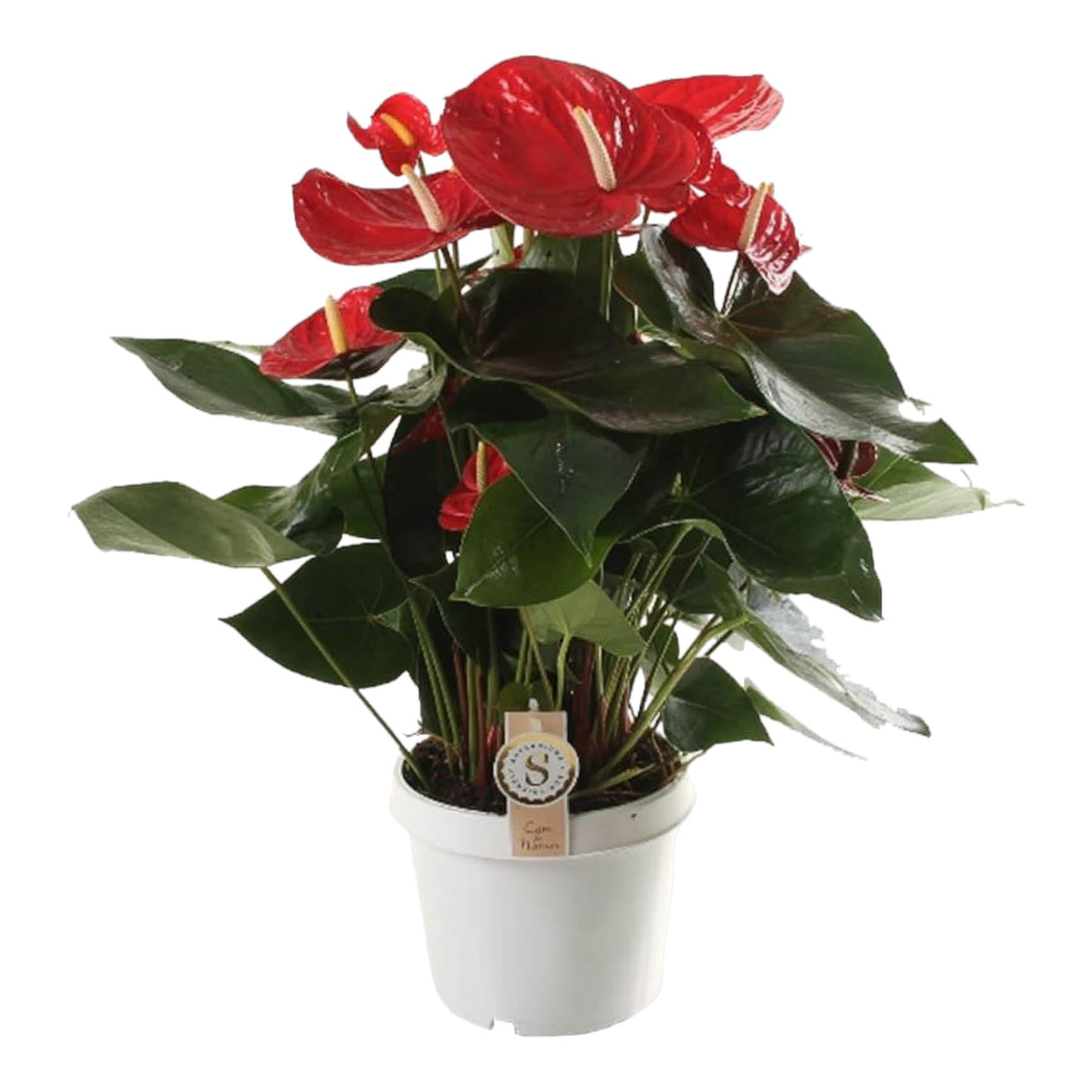 Livraison plante Anthurium 'Red Champion'