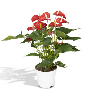 Livraison plante Anthurium Rouge h55cm