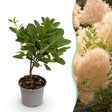 Livraison plante Arbre à perruque