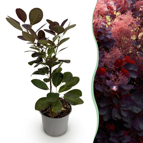 Livraison plante Arbre à perruque Royal violet