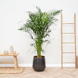 Livraison plante Areca Palmier