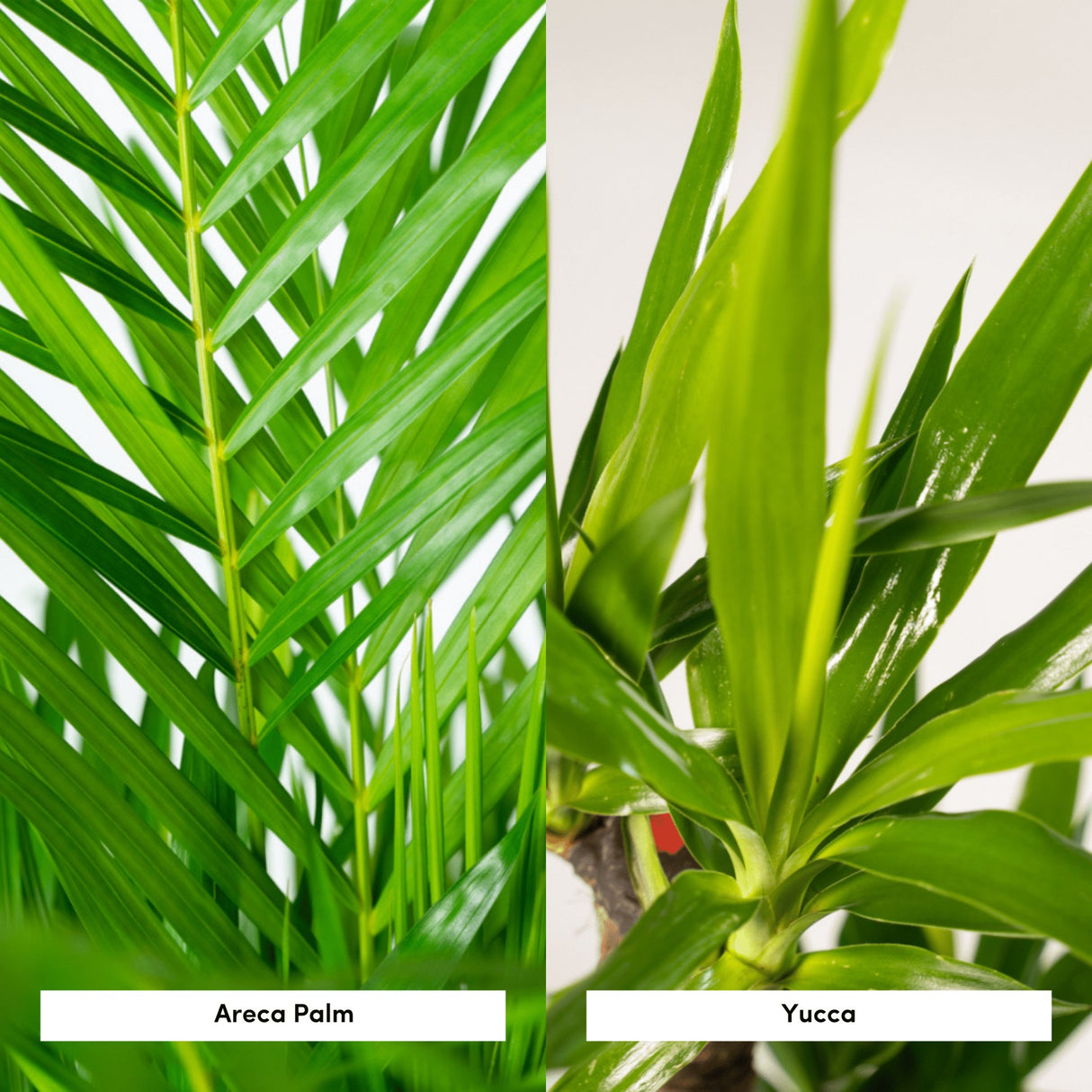 Livraison plante Areca, Yucca, duo de plantes h130cm