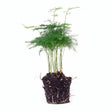 Livraison plante Asparagus Plumosus