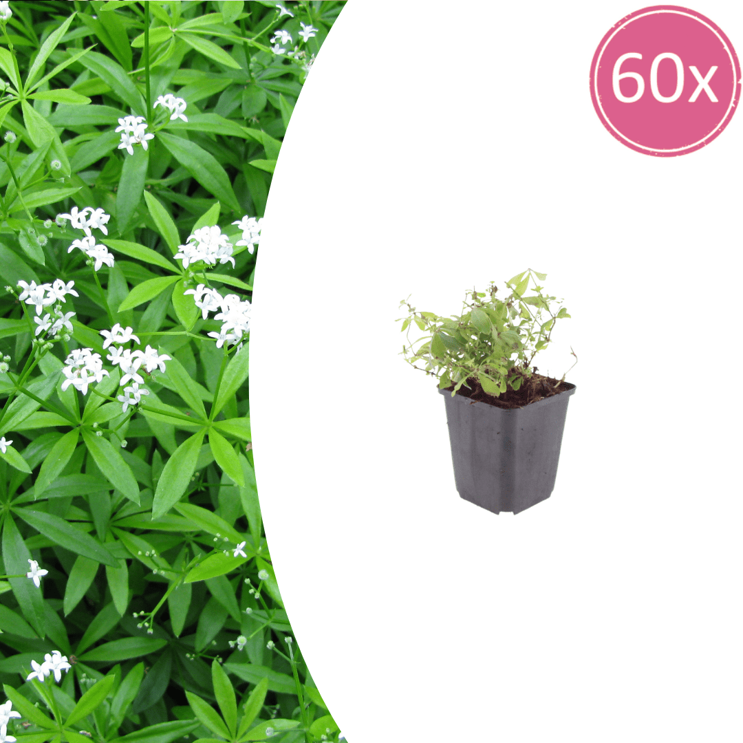 Livraison plante Aspérule odorante