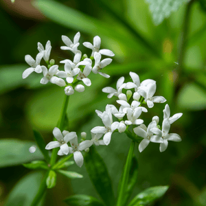 Livraison plante Aspérule odorante