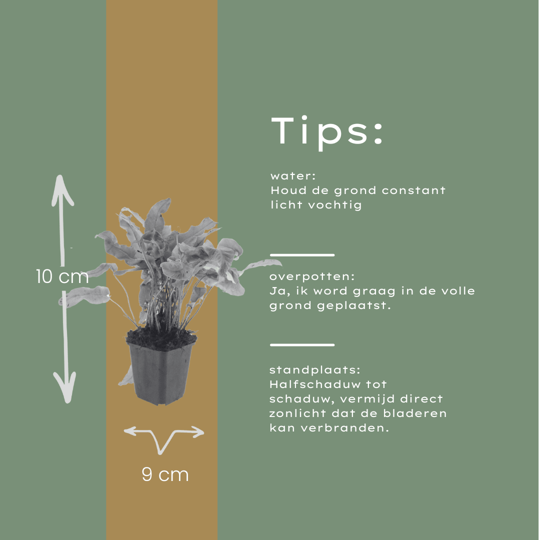 Livraison plante Asplenium