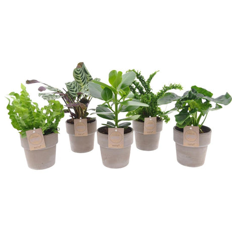 Livraison plante Assortiment de 5 plantes avec pot en terre cuite