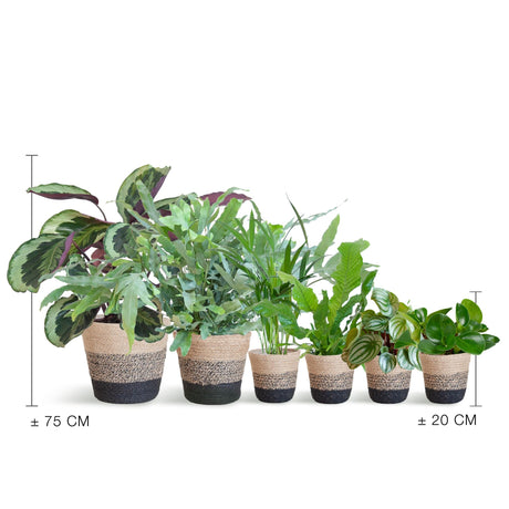 Livraison plante Assortiment de 6 plantes Pet's Friendly + Panier