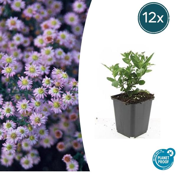 Livraison plante Aster des sorciers Stardust