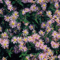 Japansk Aster (Aster ageratoides) 'Asran'