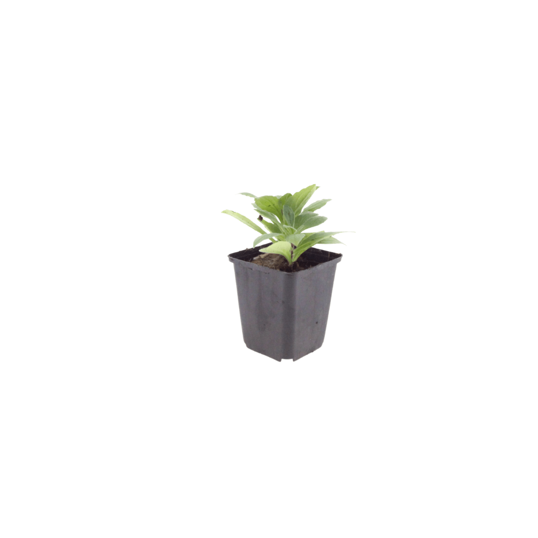 Livraison plante Aster frikarti