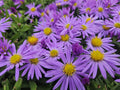 Aster Dværg Høstblomst (Aster dumosus) 'Prof. Anton Kippenberg'