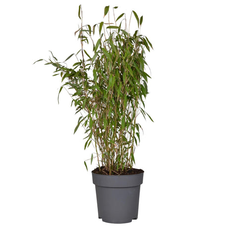 Livraison plante Bambou - Fargesia Murielae 'Winter Black' - ↨80cm - Ø29 - plante d'extérieur