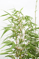 Livraison plante Bambou - Fargesia Rufa - ↨40cm - Ø14 - plante d'extérieur