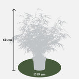 Livraison plante Bambou - Fargesia Rufa - ↨60cm - Ø19 - plante d'extérieur