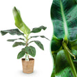 Livraison plante Bananier Cavendish et panier H70 cm