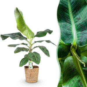 Livraison plante Bananier Cavendish et panier H70 cm