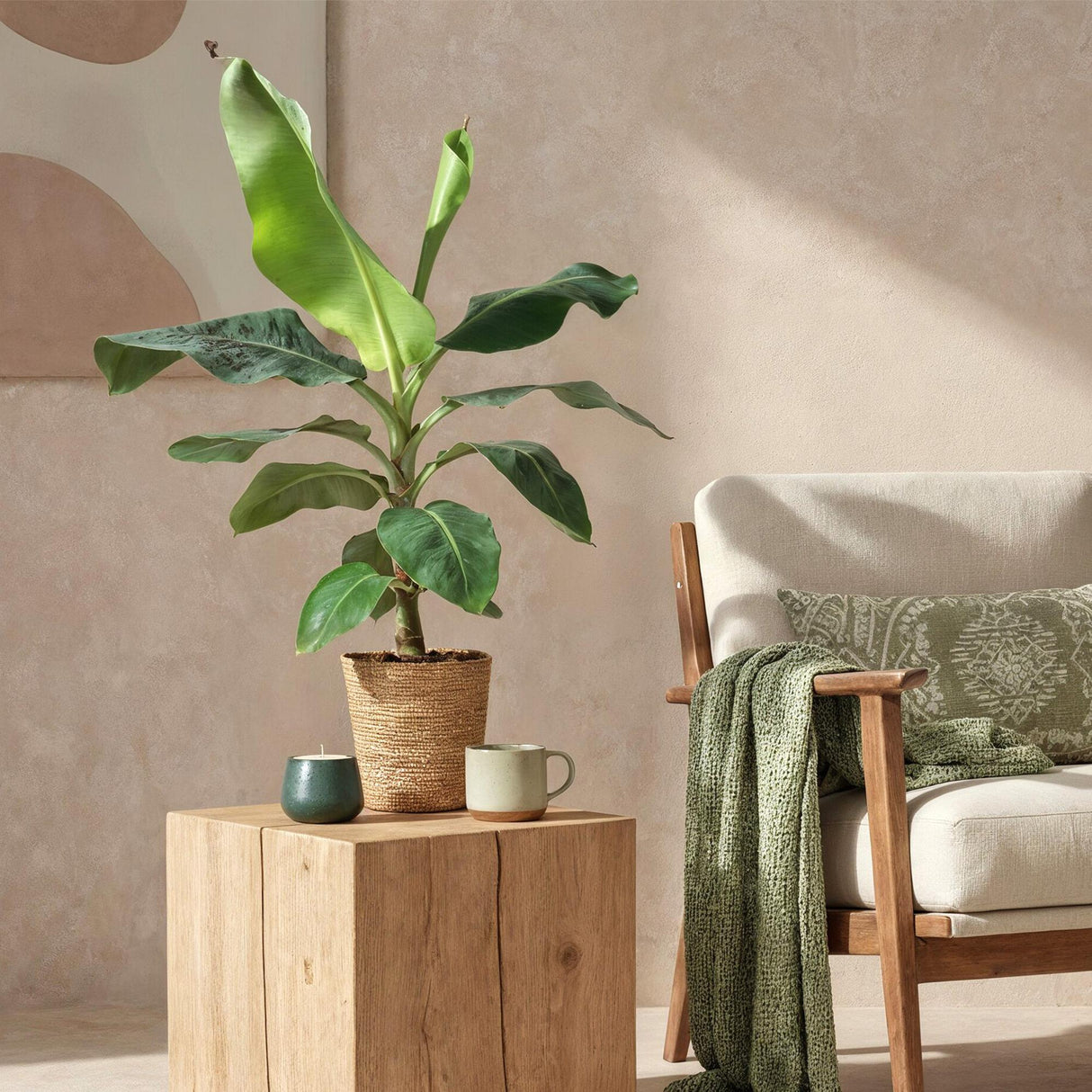 Livraison plante Bananier Cavendish et panier H70 cm
