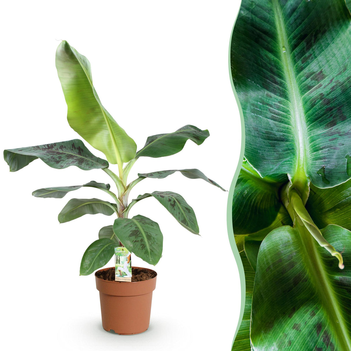 Livraison plante Bananier Cavendish et panier H75 cm