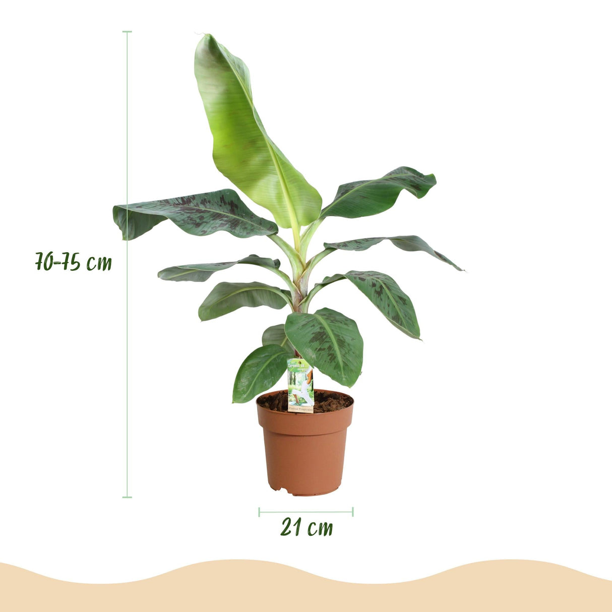 Livraison plante Bananier Cavendish et panier H75 cm